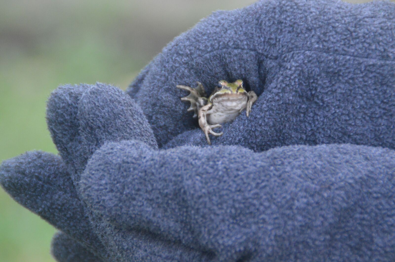 Nikon D3200 sample photo. Frog, hand, glove photography