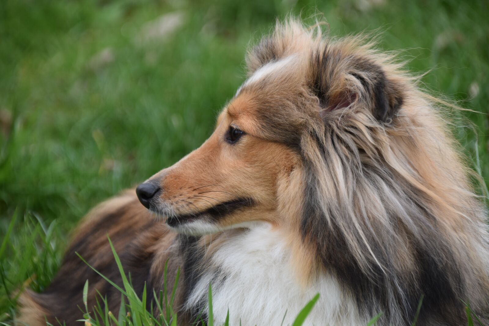 Nikon D5600 sample photo. Dog, bitch, shetland sheepdog photography
