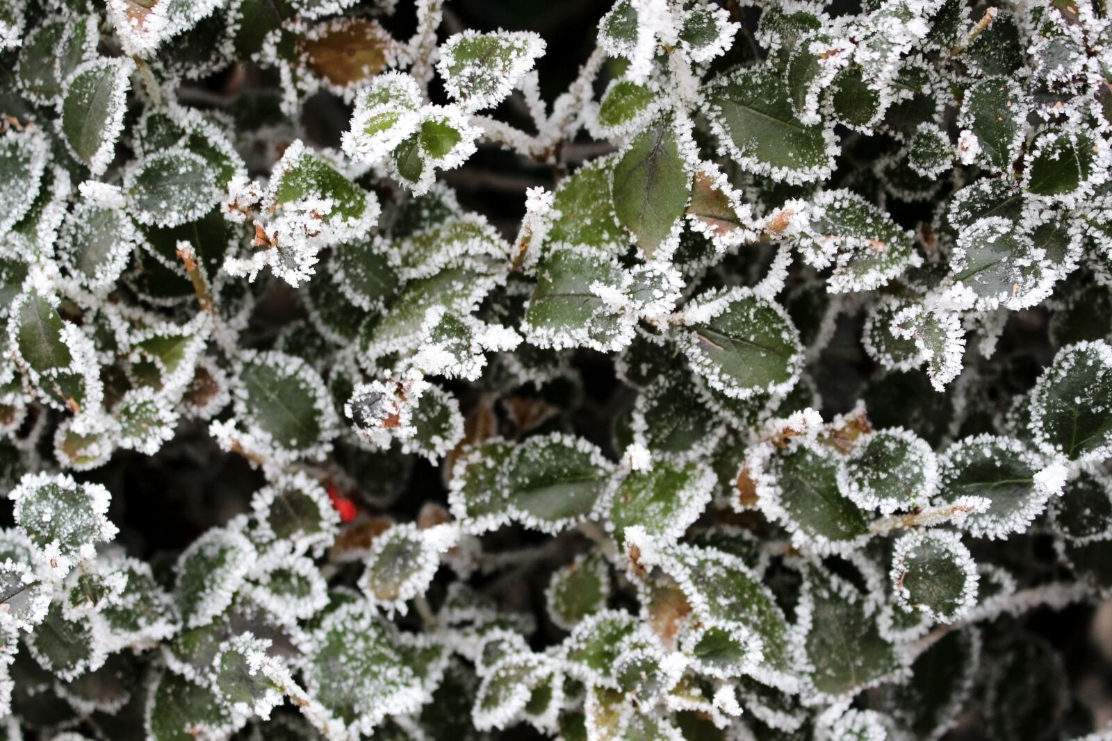 Canon EOS 700D (EOS Rebel T5i / EOS Kiss X7i) sample photo. Privet, frost, cold photography