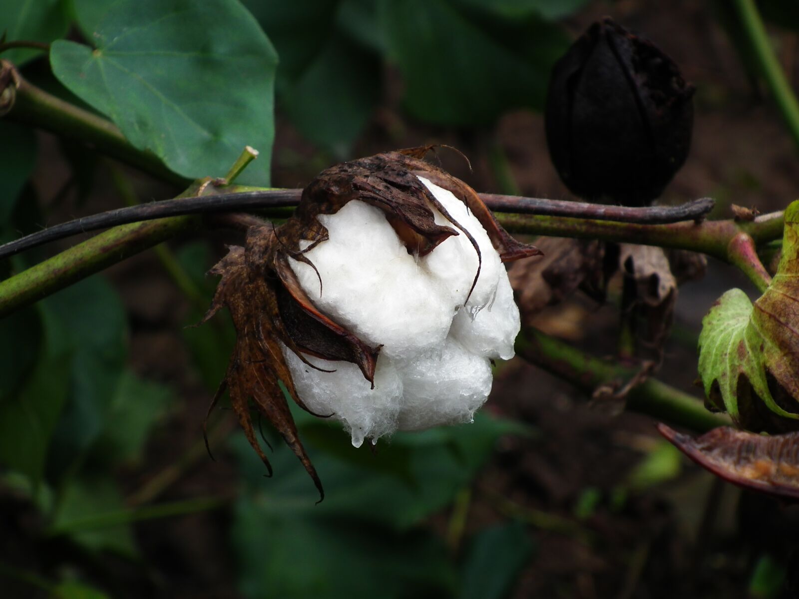 FujiFilm FinePix HS10 (FinePix HS11) sample photo. Cotton, plant, close-up photography
