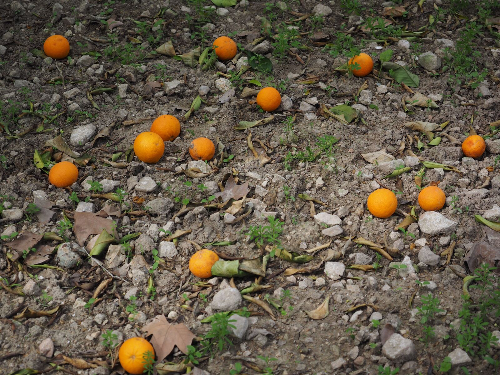 Olympus OM-D E-M1 + Olympus M.Zuiko Digital ED 12-40mm F2.8 Pro sample photo. Oranges, orange harvest, fruits photography