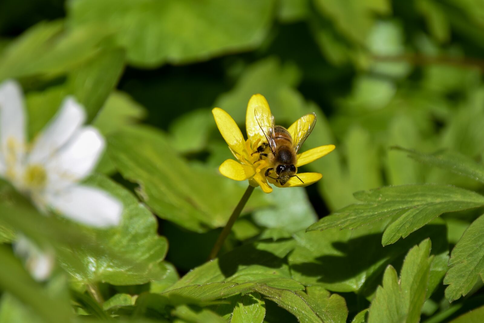Nikon D3300 sample photo. Bee, eyes, insect photography