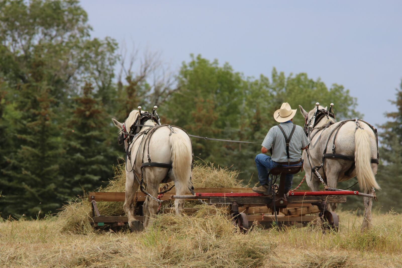 Canon EOS 750D (EOS Rebel T6i / EOS Kiss X8i) sample photo. Cavalry, farm, mammal photography