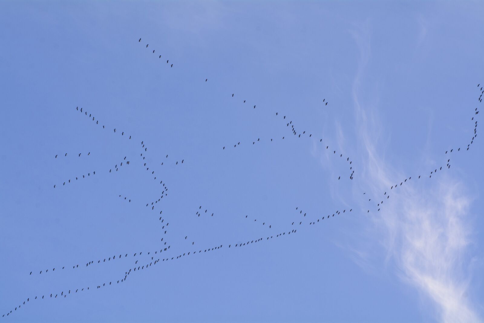 Nikon D7100 sample photo. Migratory birds, migratory bird photography