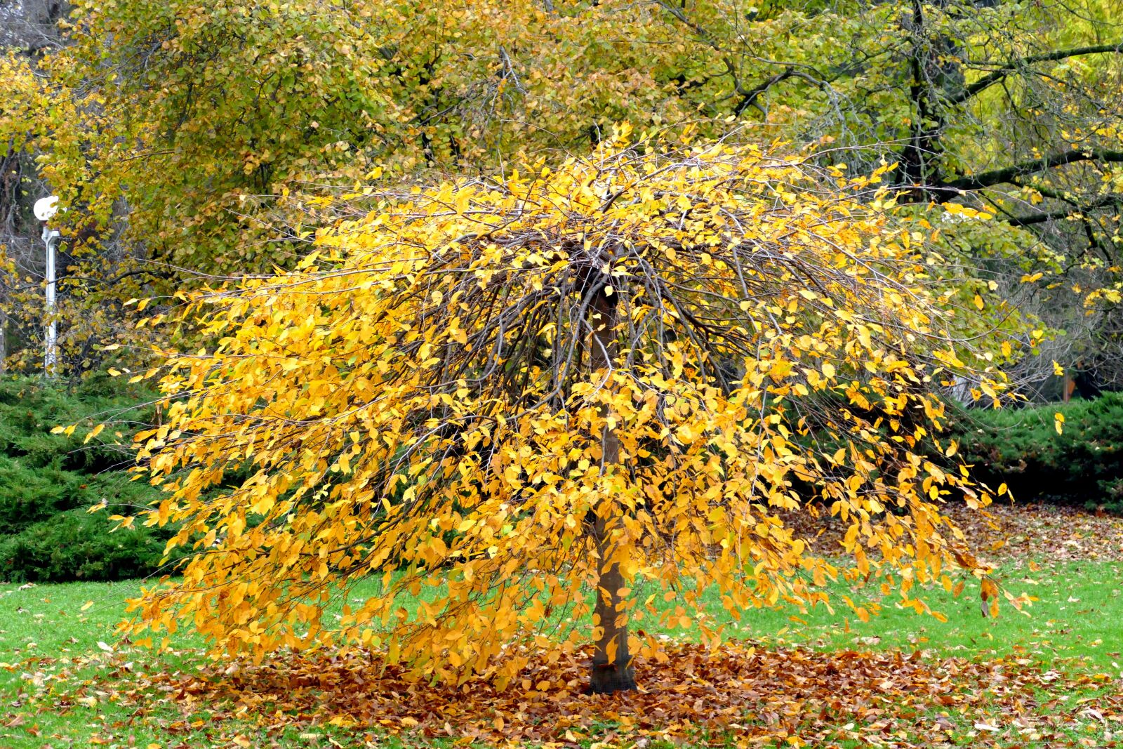 Panasonic Lumix DMC-FZ1000 sample photo. Leaf, tree, fall photography