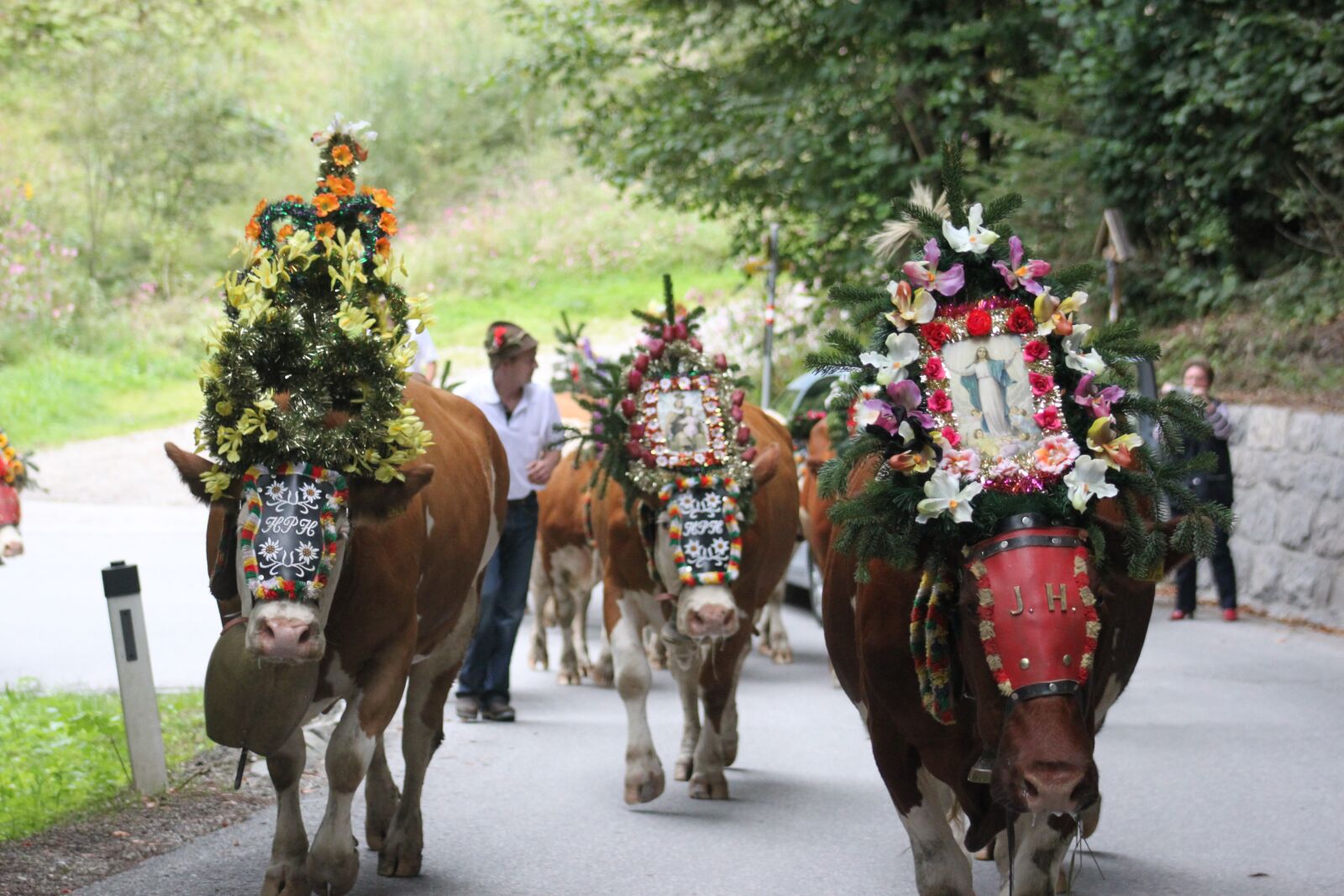 Canon EOS 500D (EOS Rebel T1i / EOS Kiss X3) sample photo. Cows, almabtrieb, tradition photography