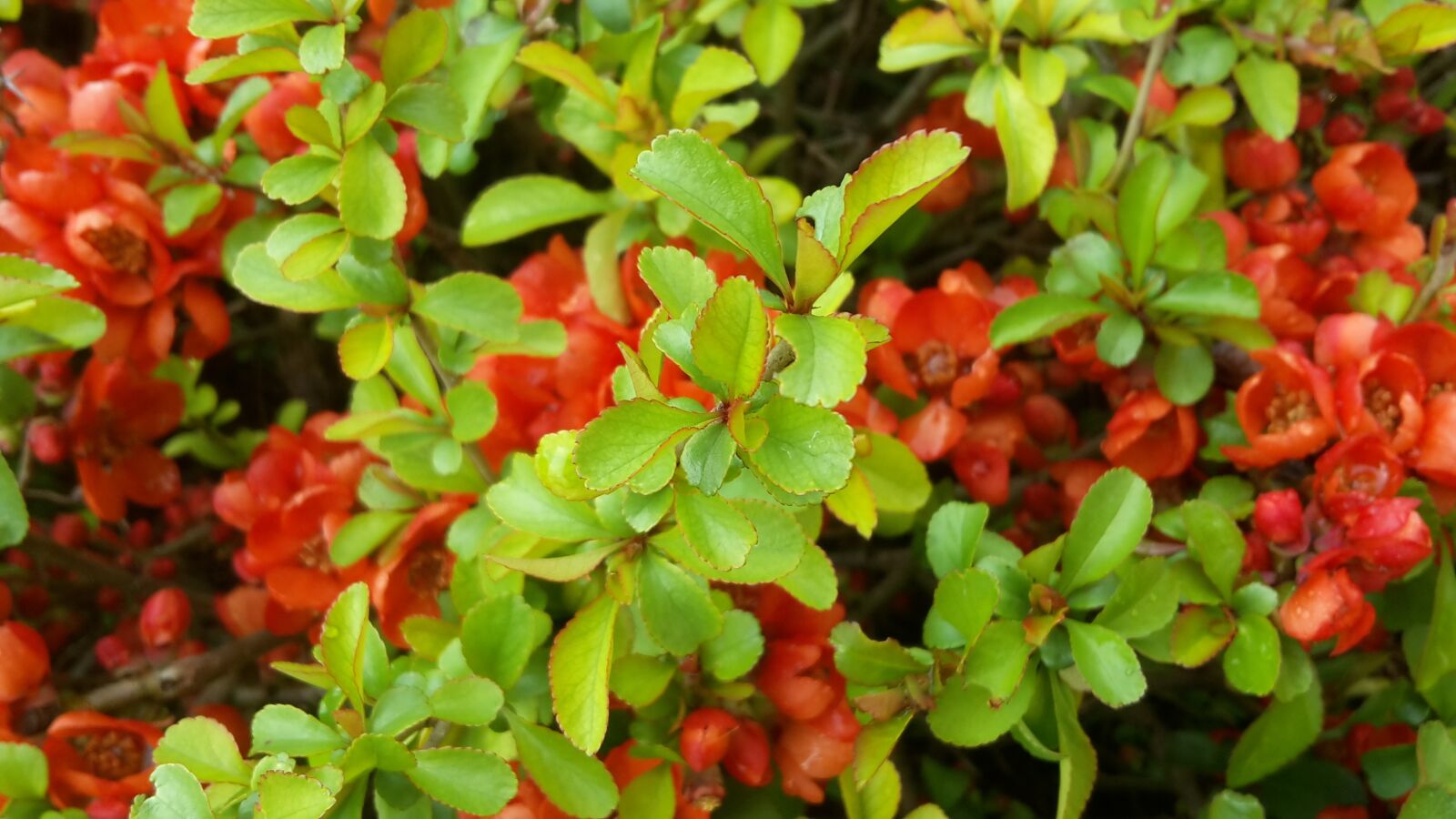 Samsung Galaxy S5 Mini sample photo. Ornamental quince, flowers, red photography