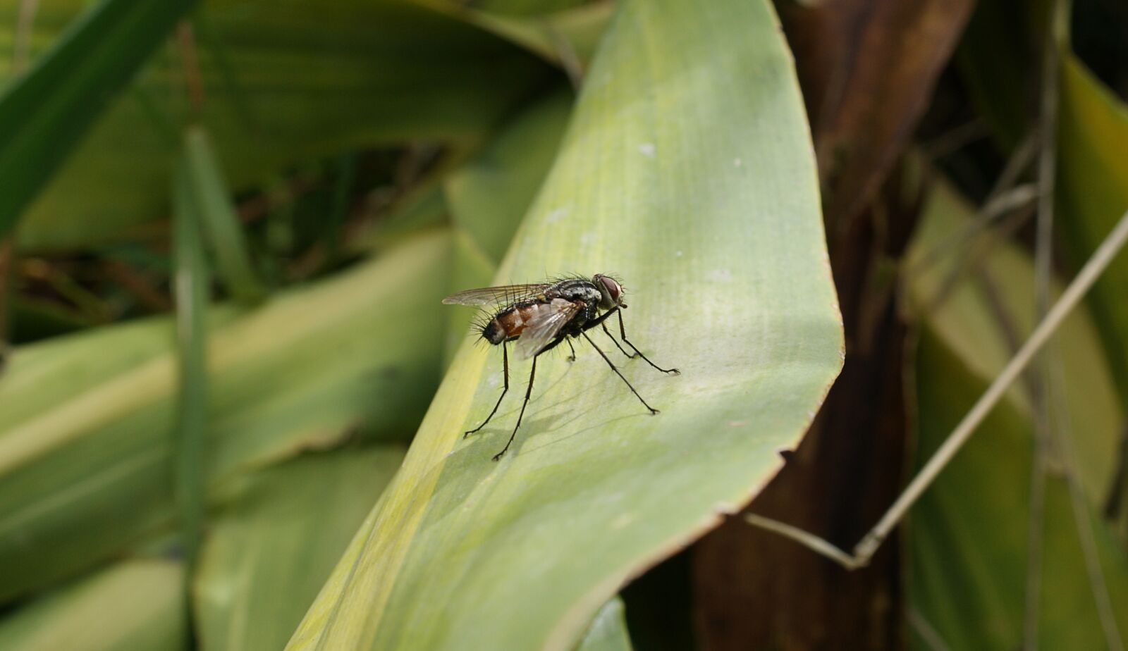 Sony Alpha DSLR-A390 sample photo. Insect, fly, nature macro photography