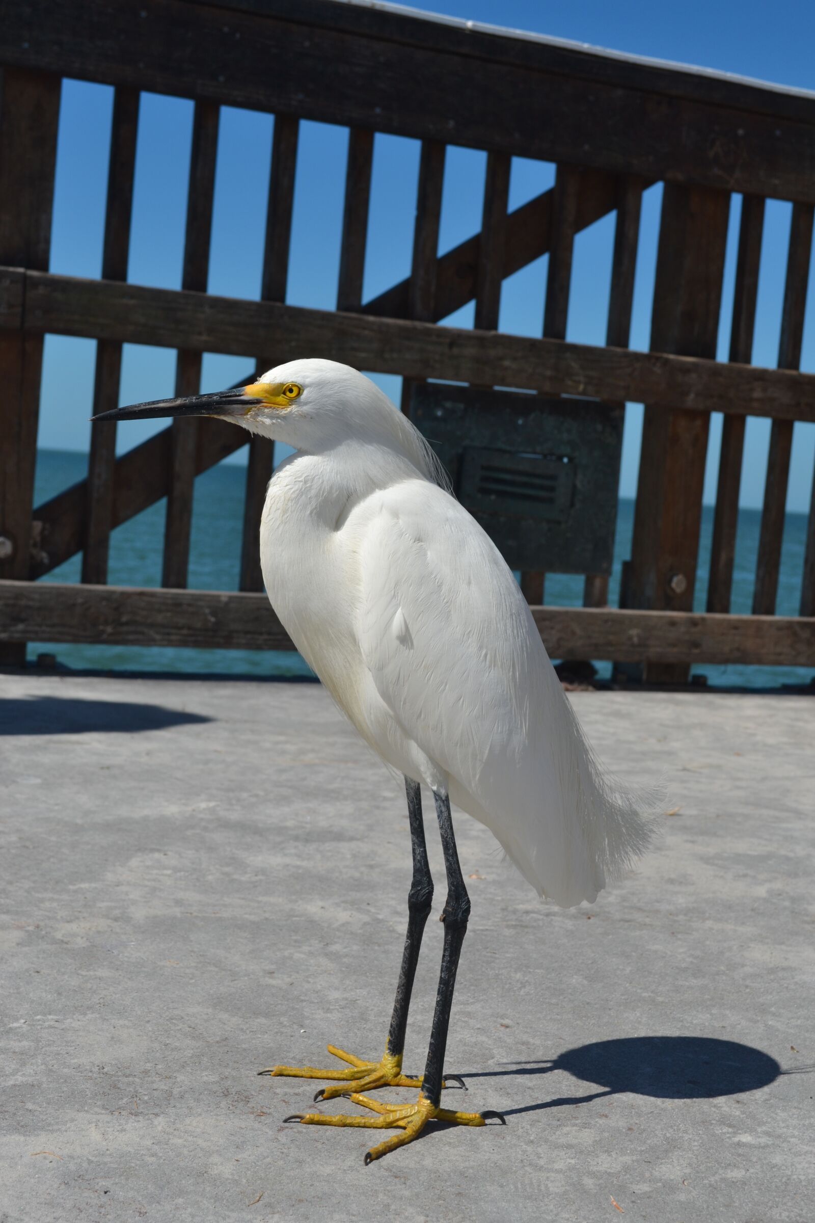Nikon D3100 sample photo. Bird, beach, nature photography