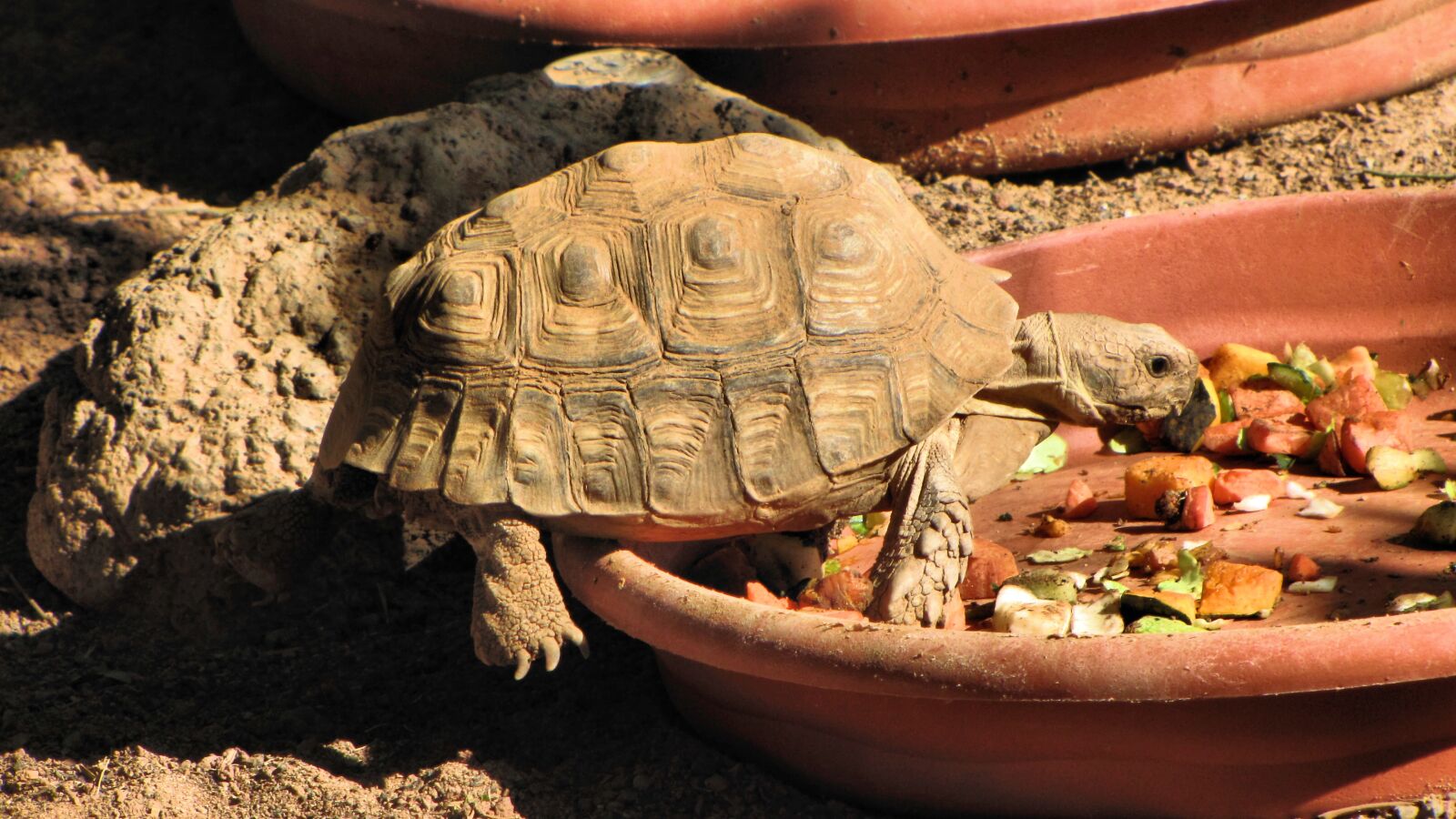 Canon PowerShot SX1 IS sample photo. Tortoise, desert, animal photography