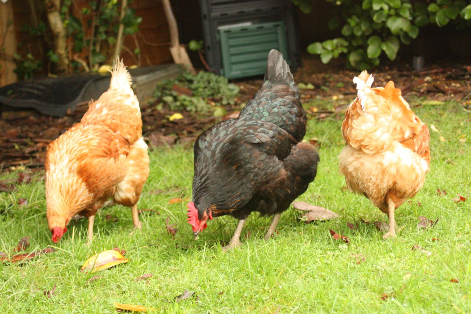 Canon EOS 450D (EOS Rebel XSi / EOS Kiss X2) sample photo. Animal, chicken, hen photography