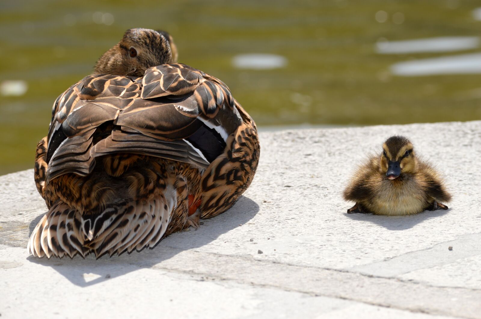 Nikon D3200 sample photo. Duck, ducks, duckling photography