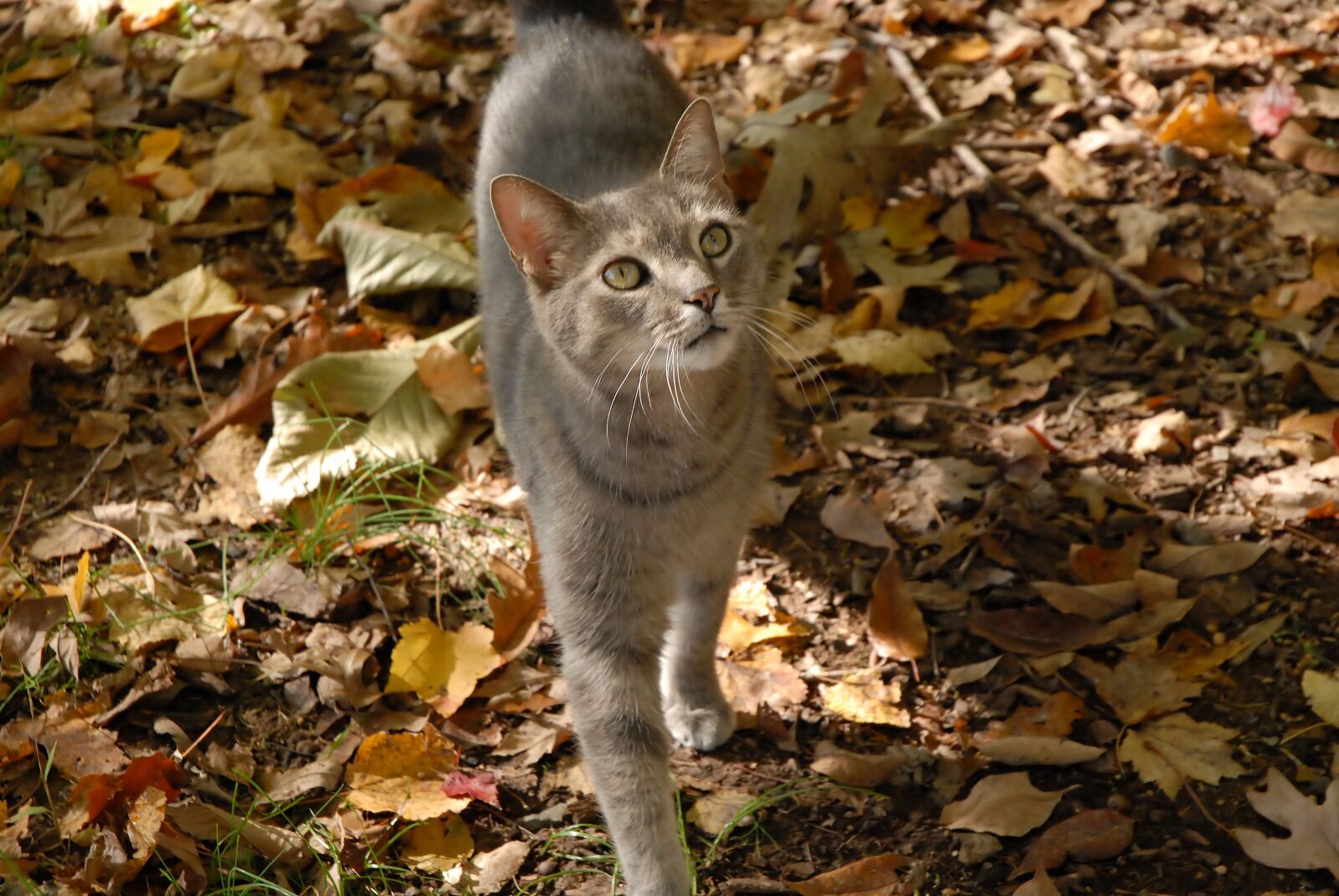 Nikon D200 sample photo. Grey cat, cat, autumn photography