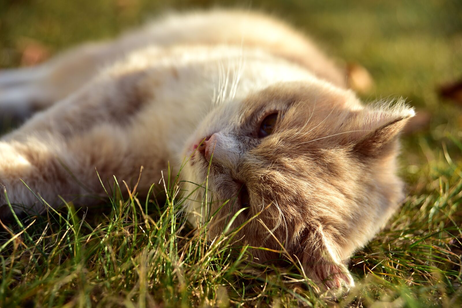 Nikon D750 sample photo. Cat, pet, animal photography