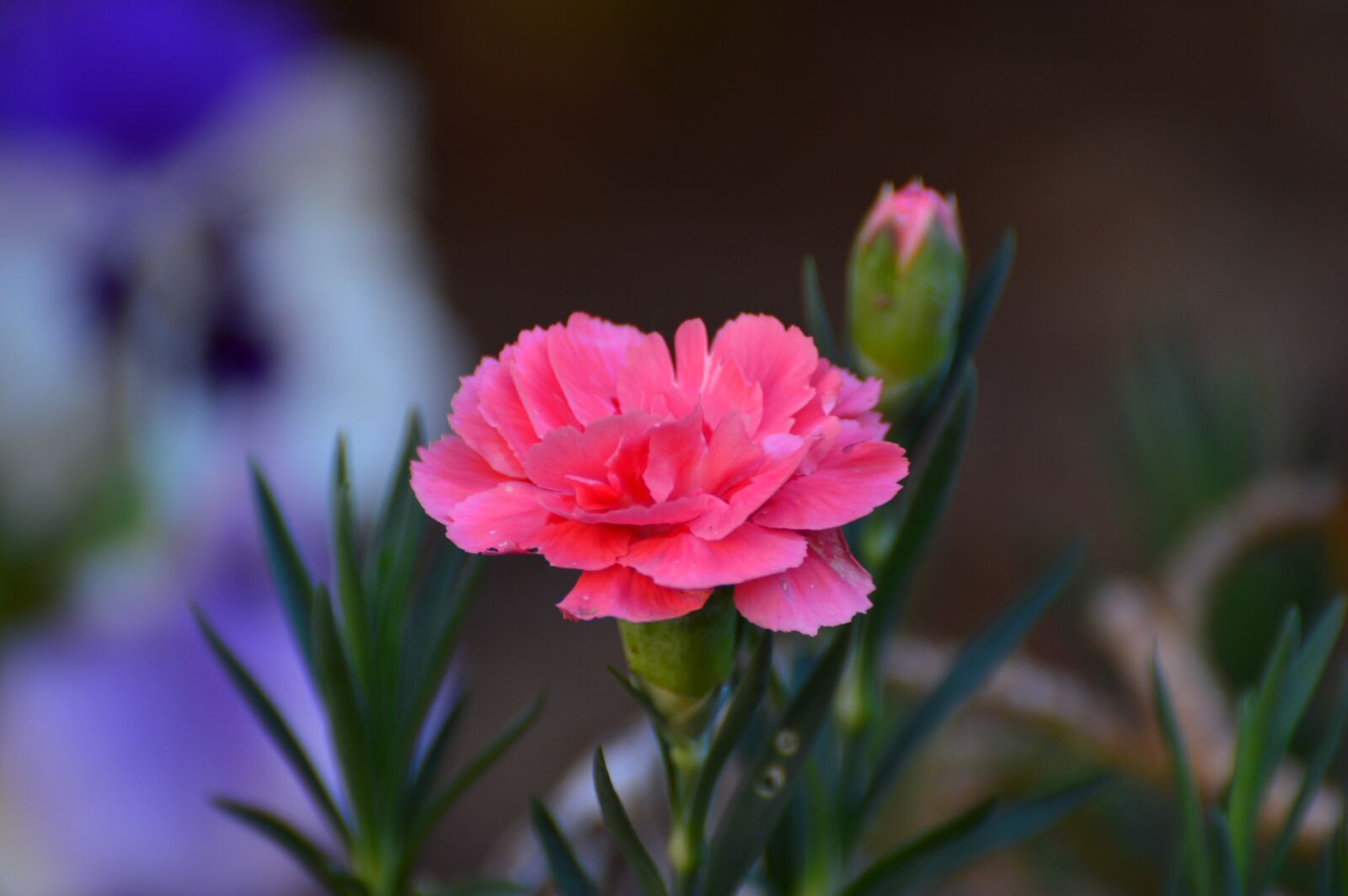 Nikon D3200 sample photo. Carnation, pink, flowers photography
