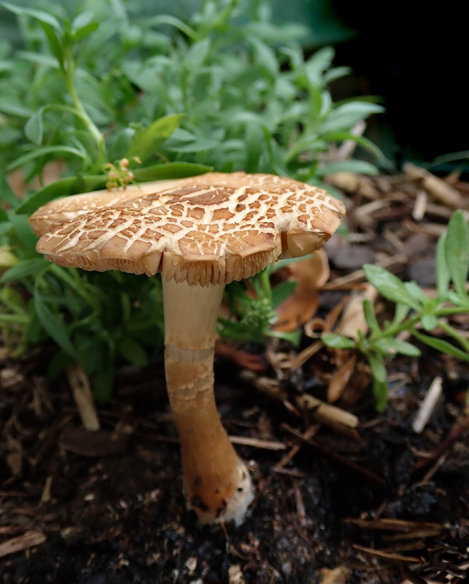 Olympus TG-5 sample photo. Mushroom, fungi, garden photography