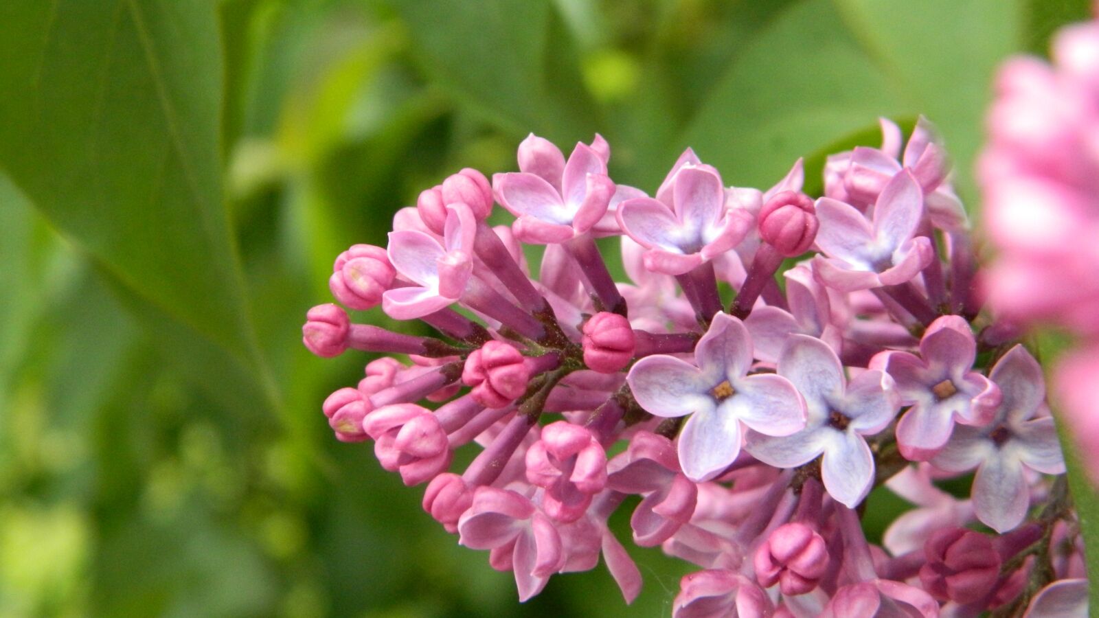 Nikon Coolpix L120 sample photo. Lilac, flower, flora photography