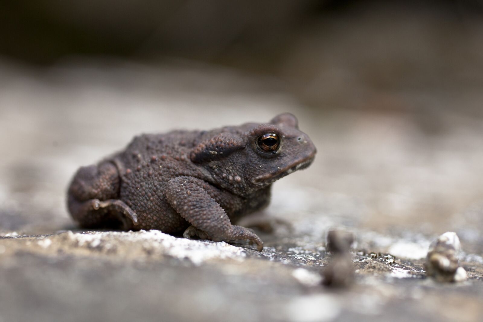 Canon EOS 5D Mark II sample photo. Rospetto, nature, animals photography