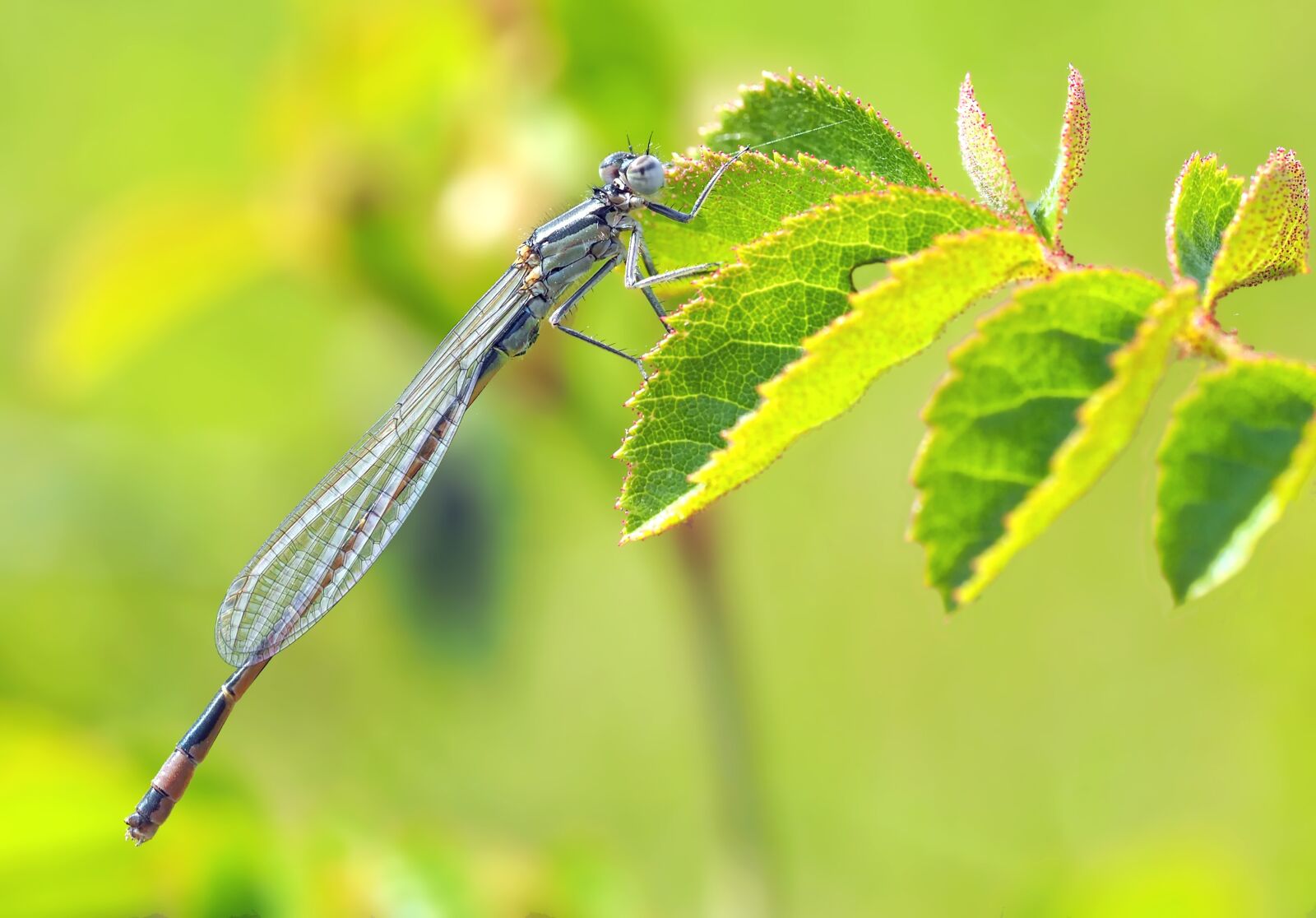 Olympus M.Zuiko Digital ED 60mm F2.8 Macro sample photo. Dragonfly, beaker bridesmaid, enallagma photography