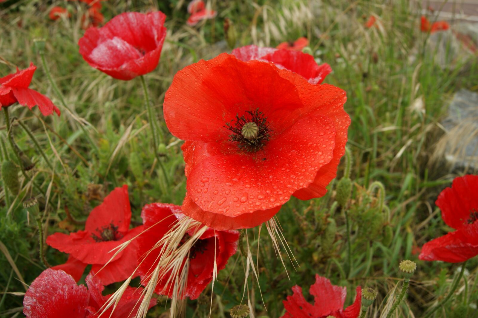 Sony Alpha DSLR-A290 sample photo. Summer, flowers, red poppy photography