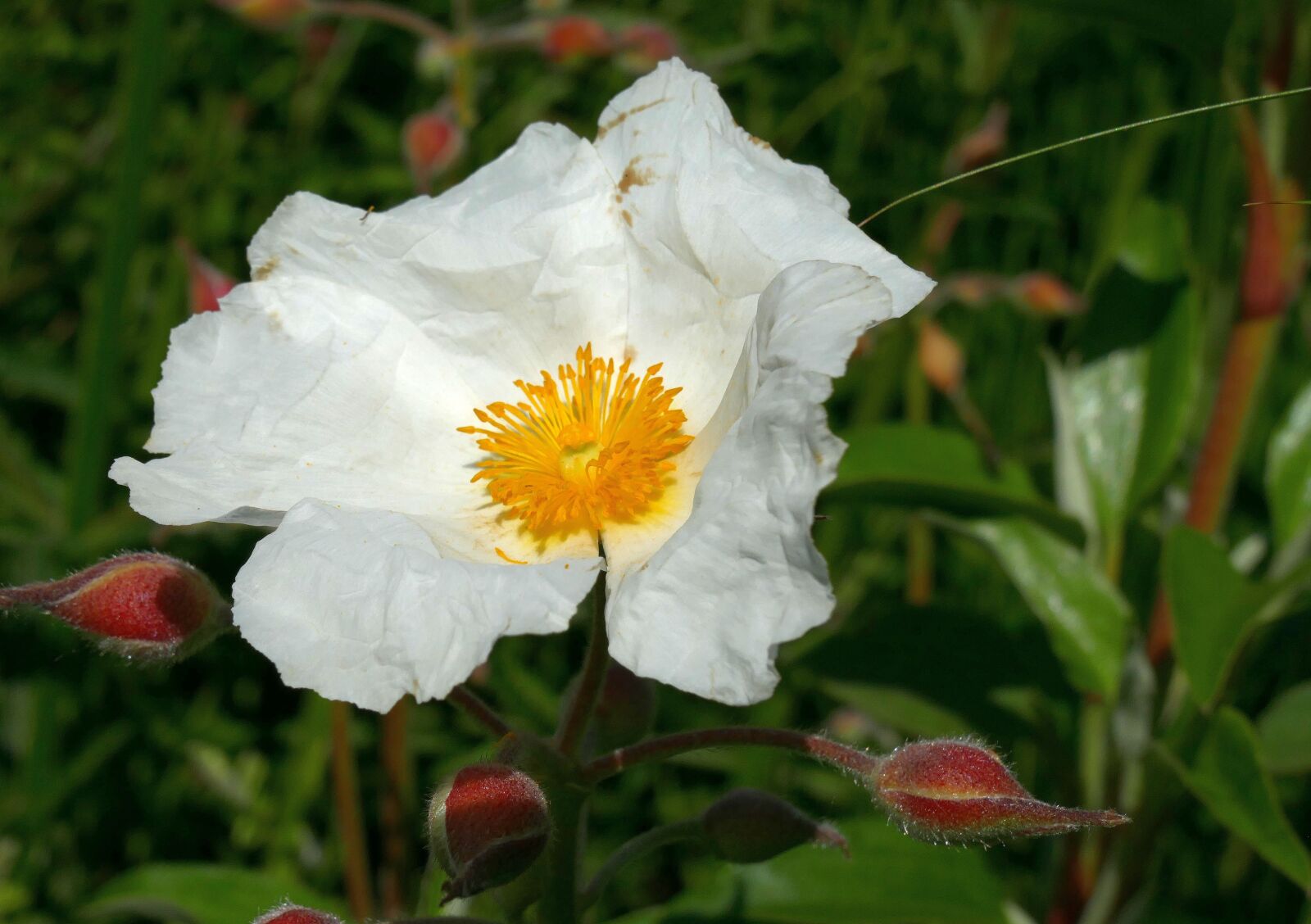 Panasonic Lumix DMC-FZ1000 sample photo. Rockrose, garden, blossom photography