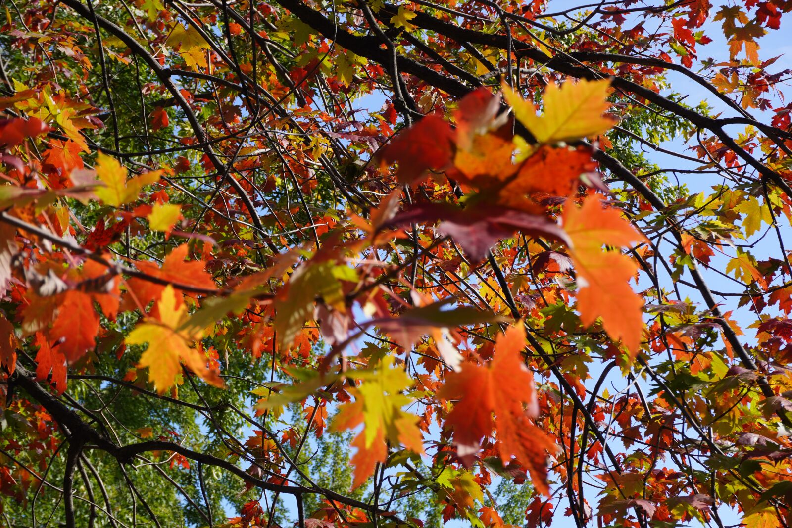 Sony a6100 sample photo. Autumn, leaves, orange photography