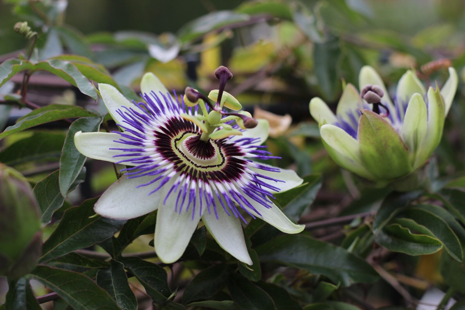 Canon EOS 700D (EOS Rebel T5i / EOS Kiss X7i) + Canon EF 50mm F1.8 II sample photo. Passion flower, purple flower photography