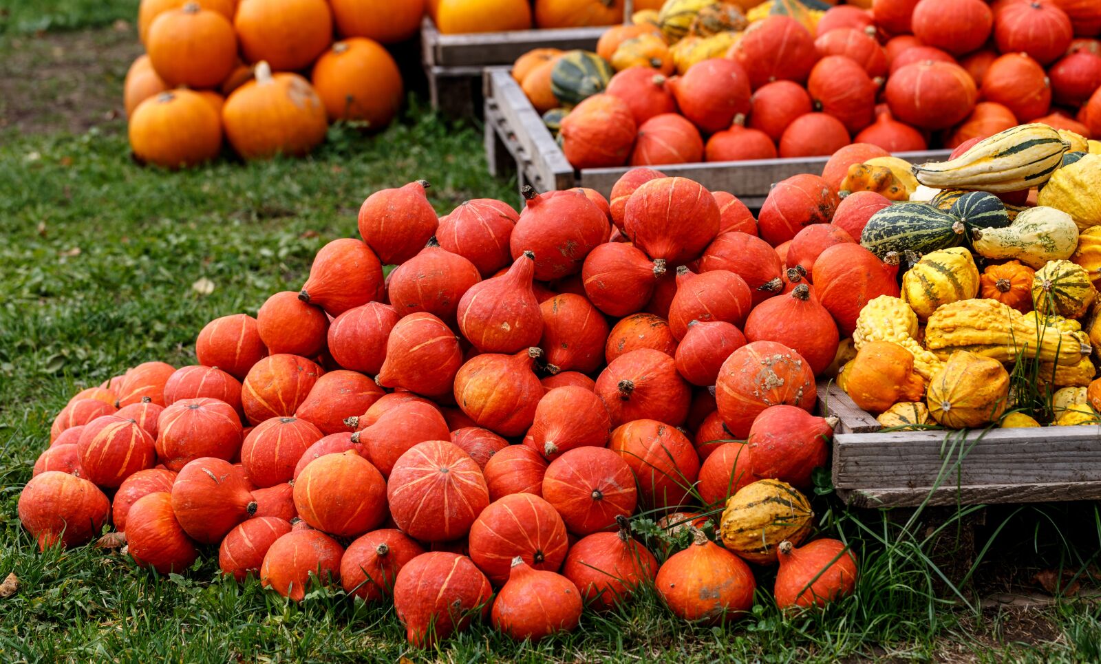 Canon EF 100mm F2.8L Macro IS USM sample photo. Pumpkins, autumn, autumn decoration photography