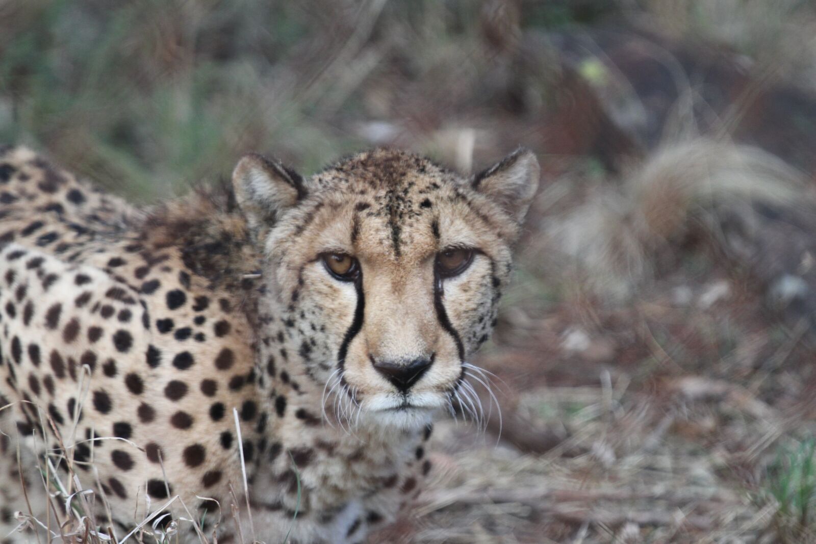 Canon EOS 7D + Canon EF 70-200mm F4L IS USM sample photo. Cheetah, cat, wild photography