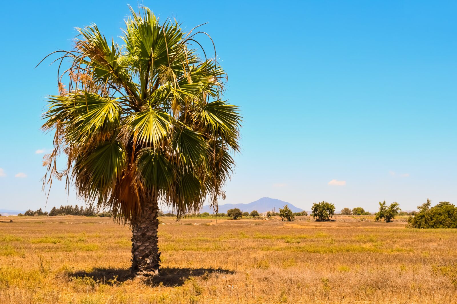 Nikon D3300 sample photo. Palm tree, landscape, summer photography