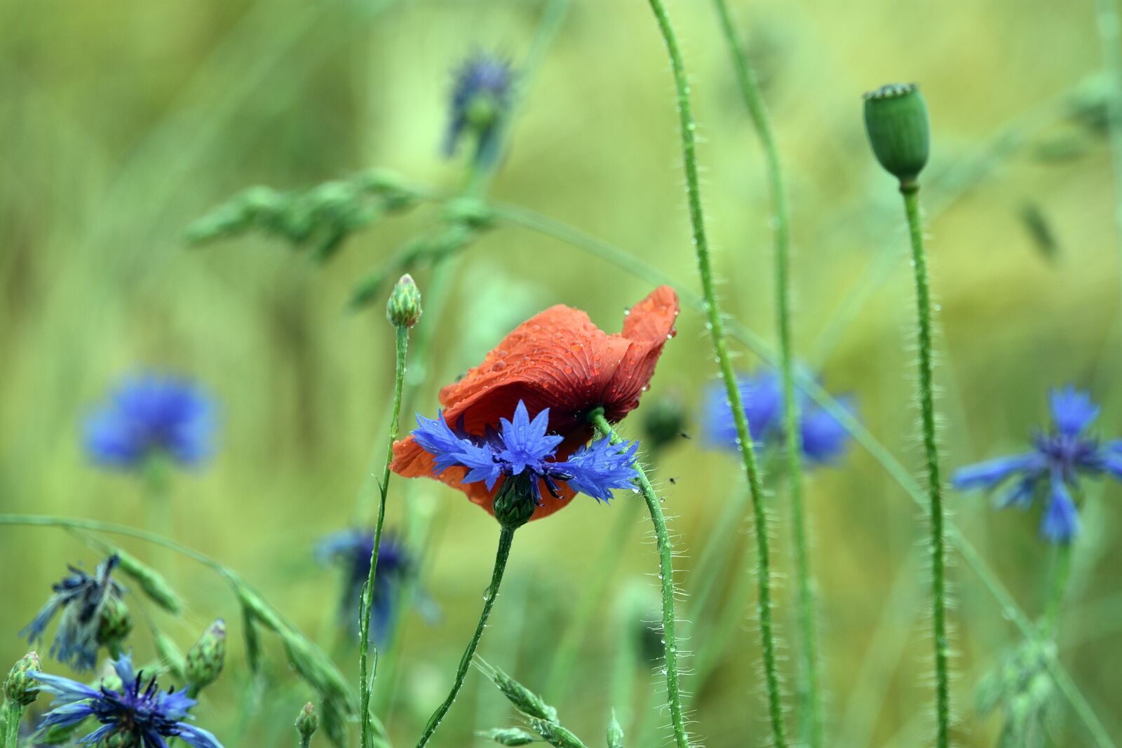 Nikon D3400 sample photo. Poppy, poppies, cornflowers photography