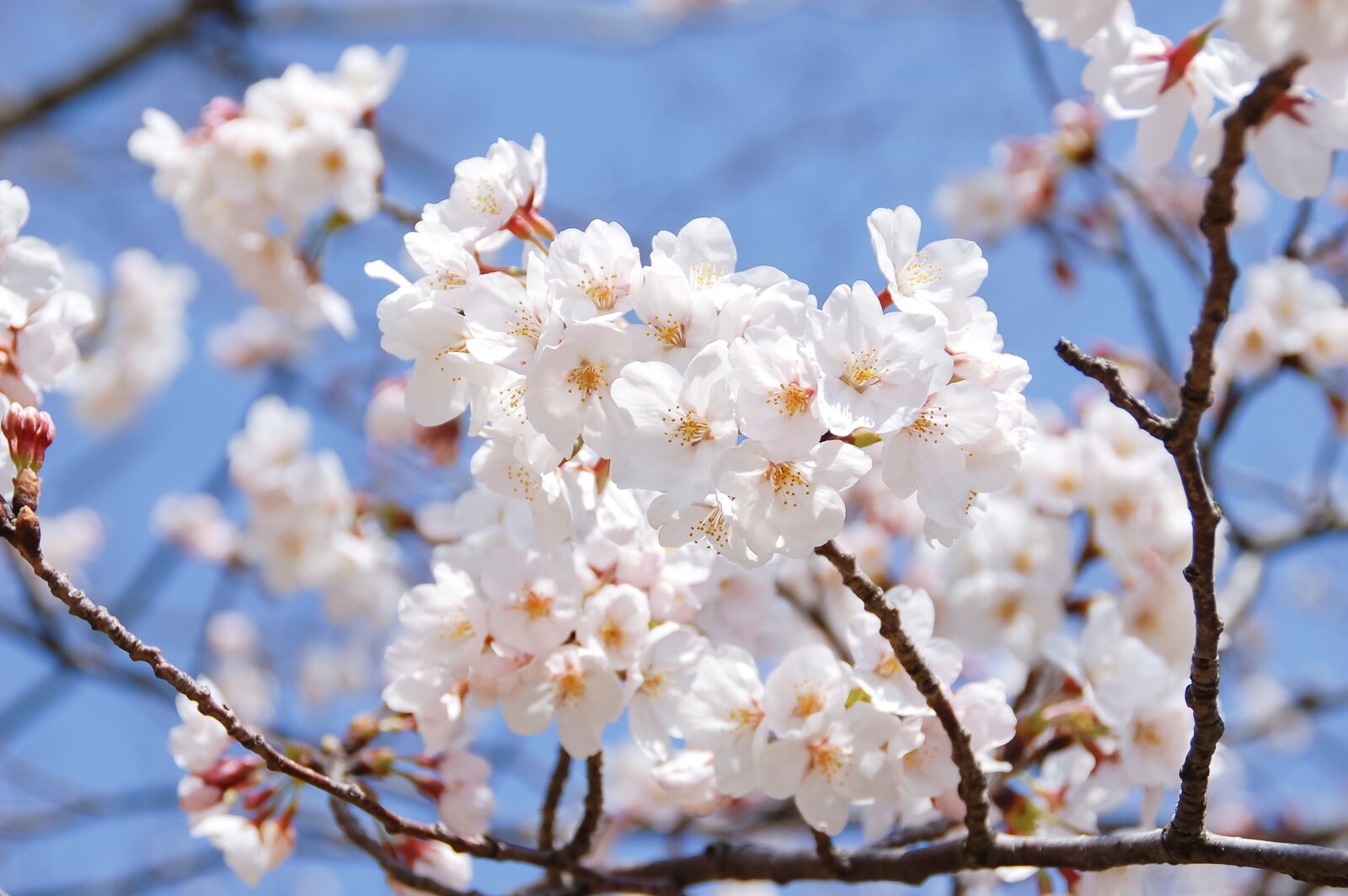 Nikon D40 sample photo. Natural, landscape, japan photography