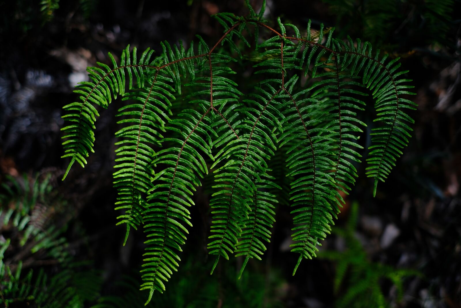 Fujifilm X-T2 + Fujifilm XF 35mm F1.4 R sample photo. Fern, plant, green photography