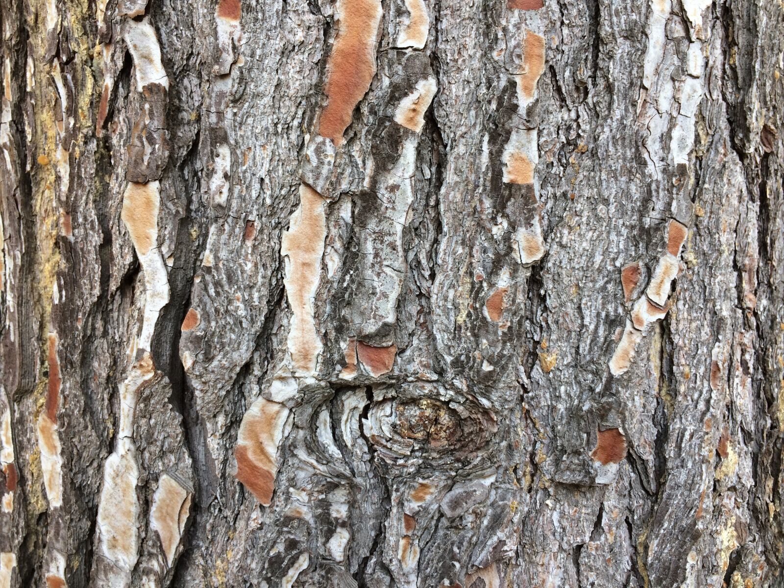 iPhone 5s back camera 4.15mm f/2.2 sample photo. Bark, tree, wood photography