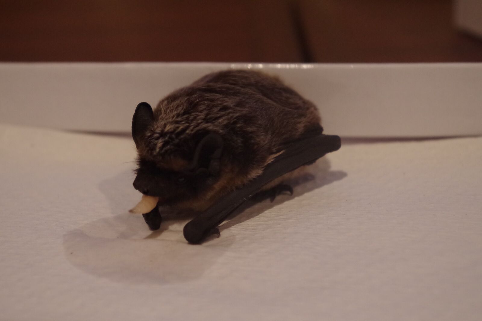Pentax K-30 sample photo. Bat, feeding, nature photography