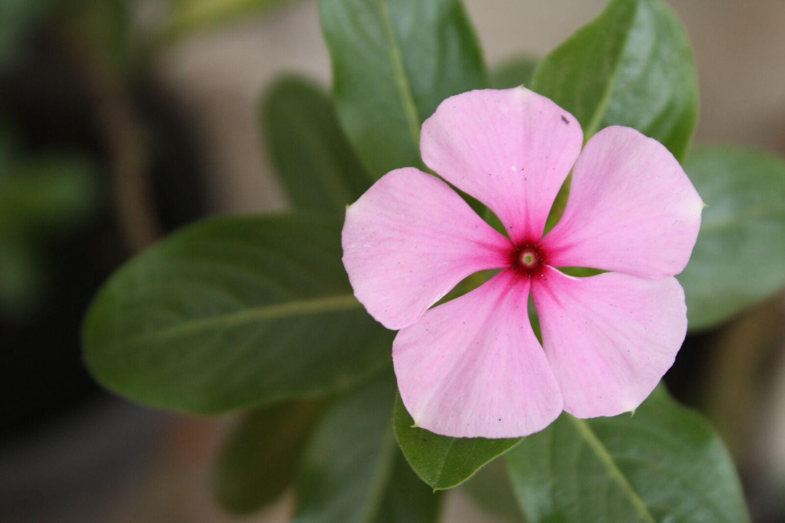 Canon EOS 1000D (EOS Digital Rebel XS / EOS Kiss F) sample photo. Flower, spring, nature photography
