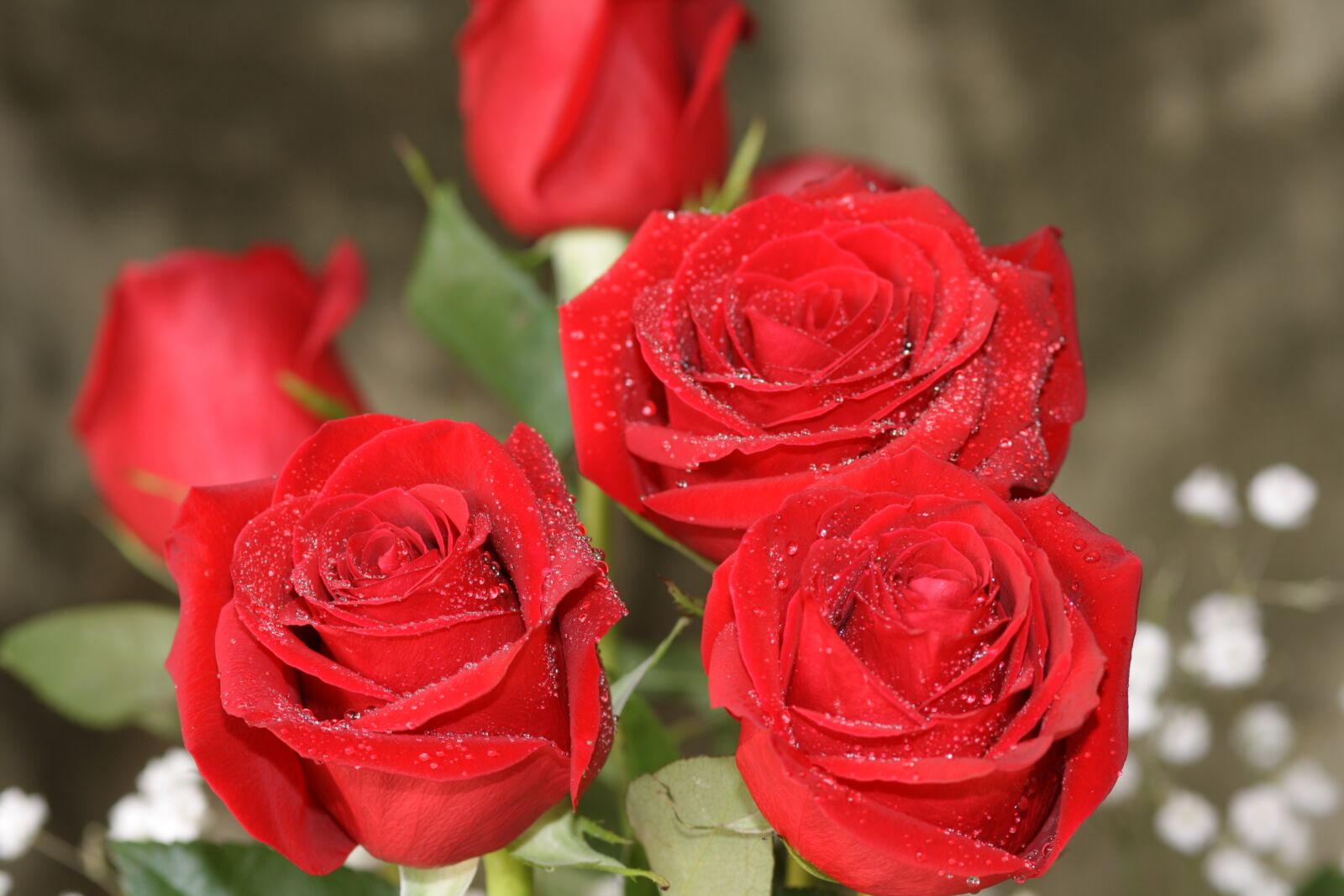 Canon EOS 1000D (EOS Digital Rebel XS / EOS Kiss F) sample photo. Roses, red roses, 3 roses photography
