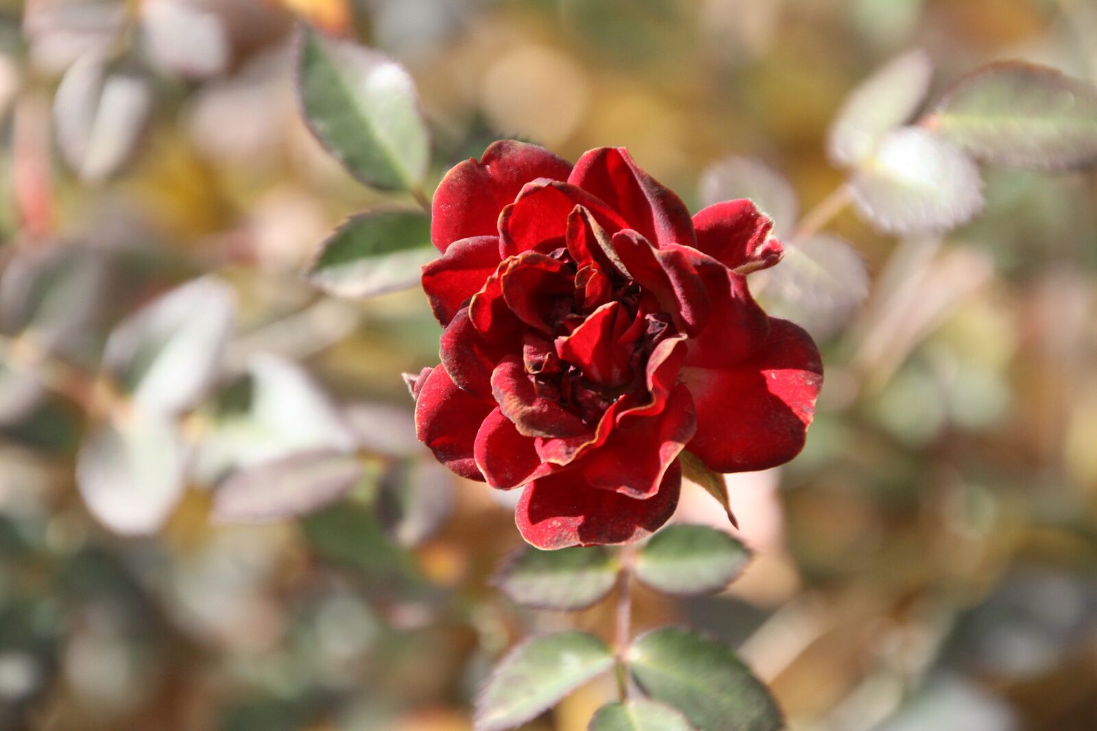 Canon EOS 50D sample photo. Flowers, red, wi photography