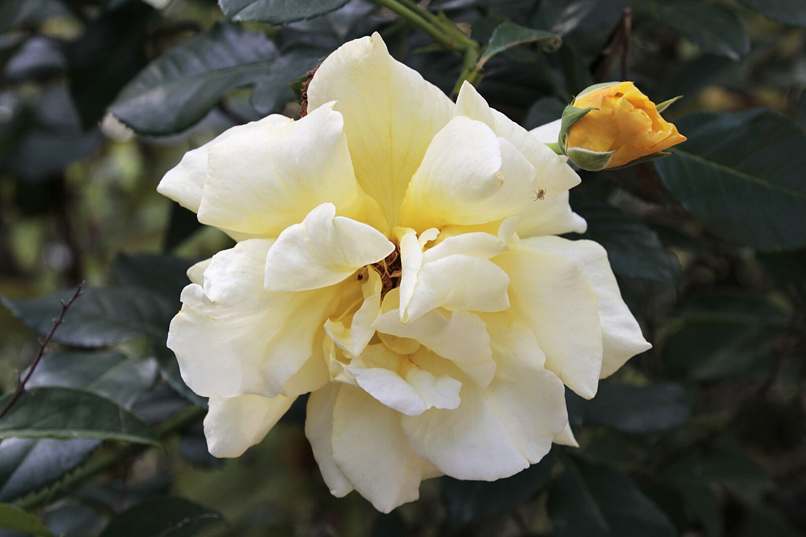 Canon EOS 700D (EOS Rebel T5i / EOS Kiss X7i) sample photo. Rose, yellow, blossom photography