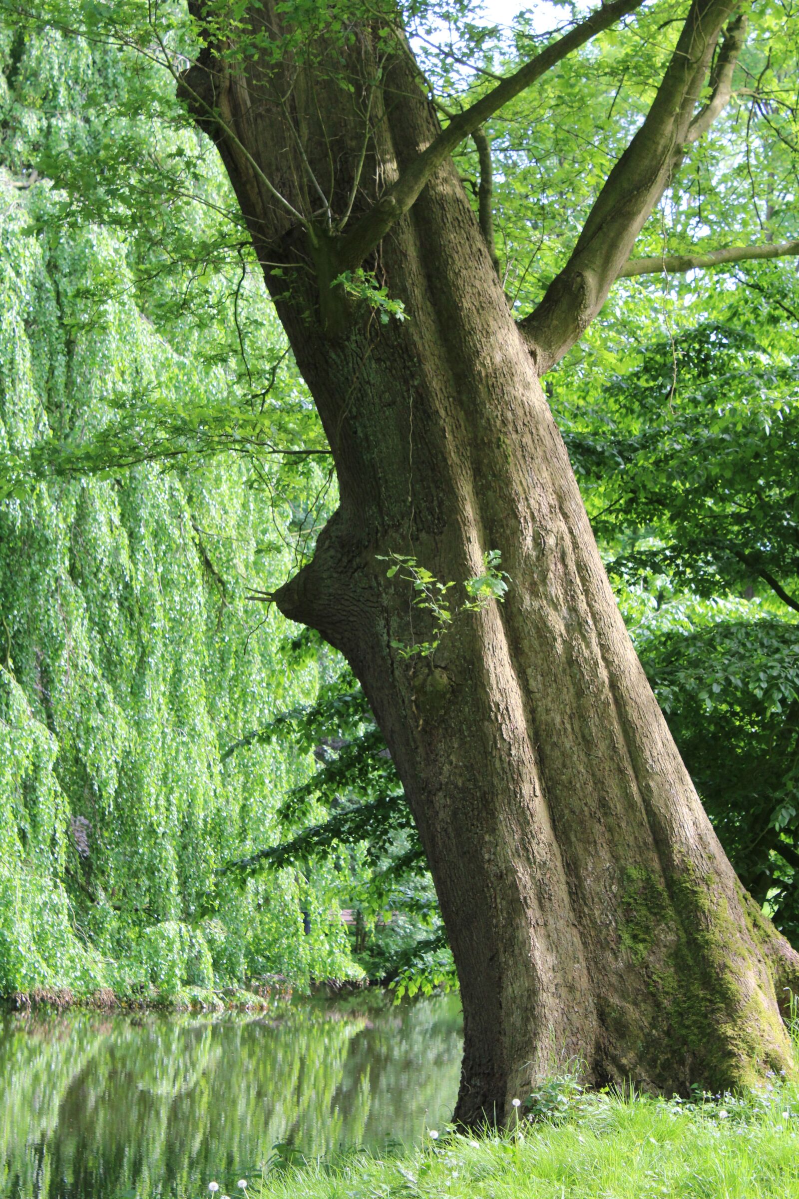 Canon EOS 1200D (EOS Rebel T5 / EOS Kiss X70 / EOS Hi) sample photo. Tree, landscape, nature photography
