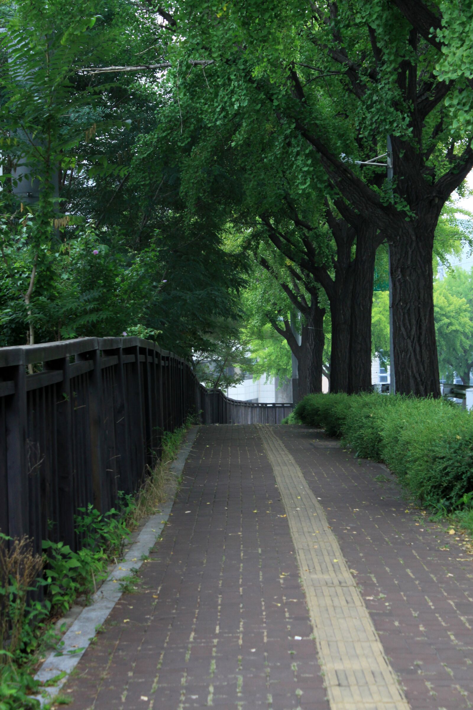 Canon EOS 50D sample photo. Gil, road, wood photography