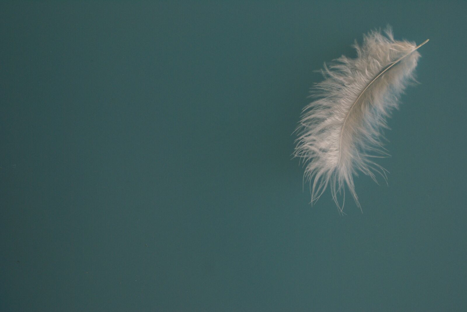 Sony Alpha DSLR-A100 sample photo. Blue, feather, structure photography
