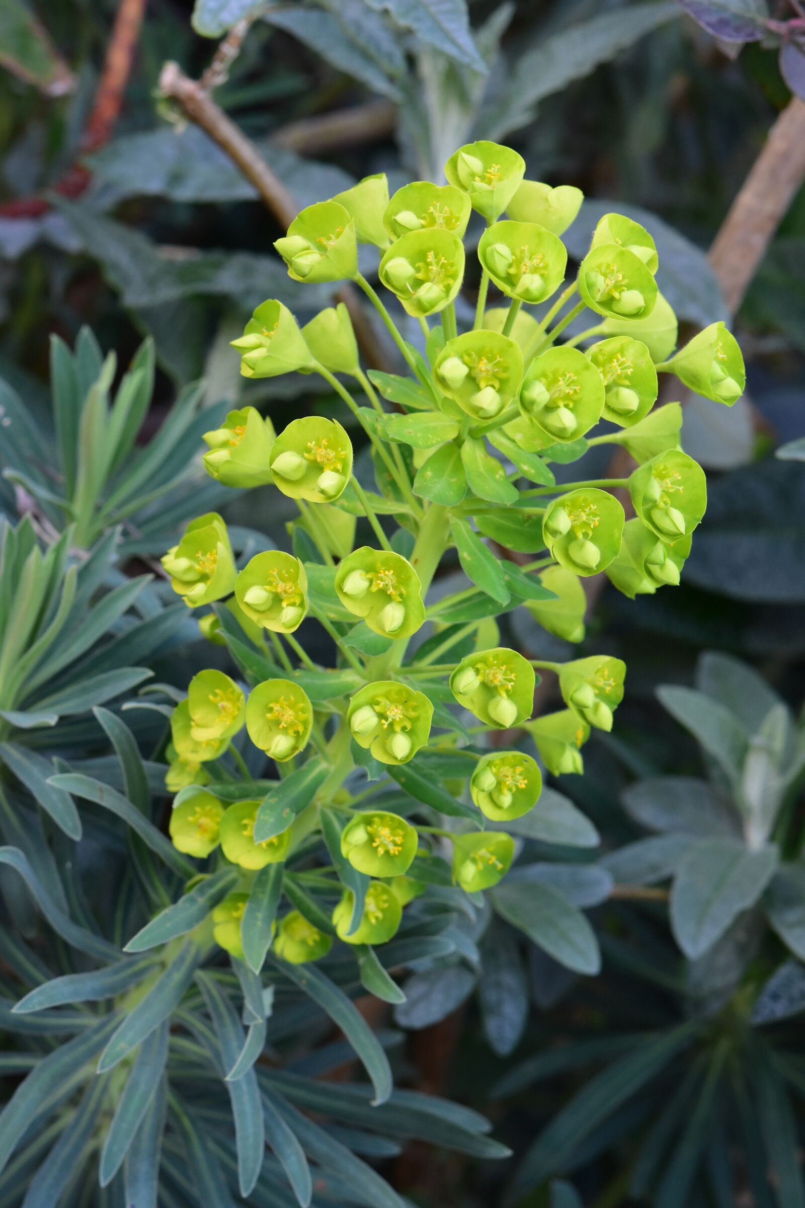 Nikon D5600 sample photo. Plant, green plant, leaves photography