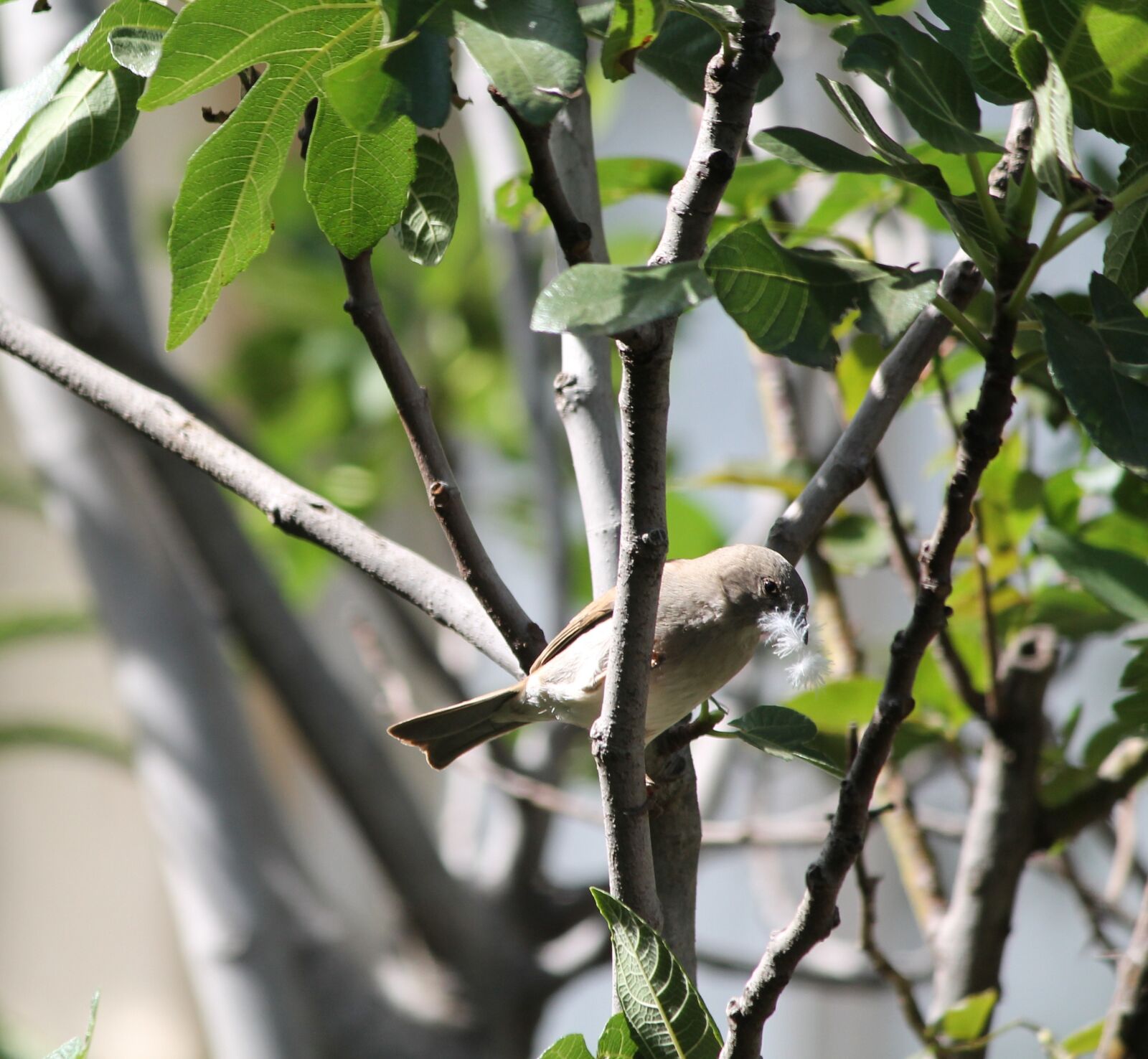 Canon EOS 1100D (EOS Rebel T3 / EOS Kiss X50) sample photo. Animal, bird, female weaver photography