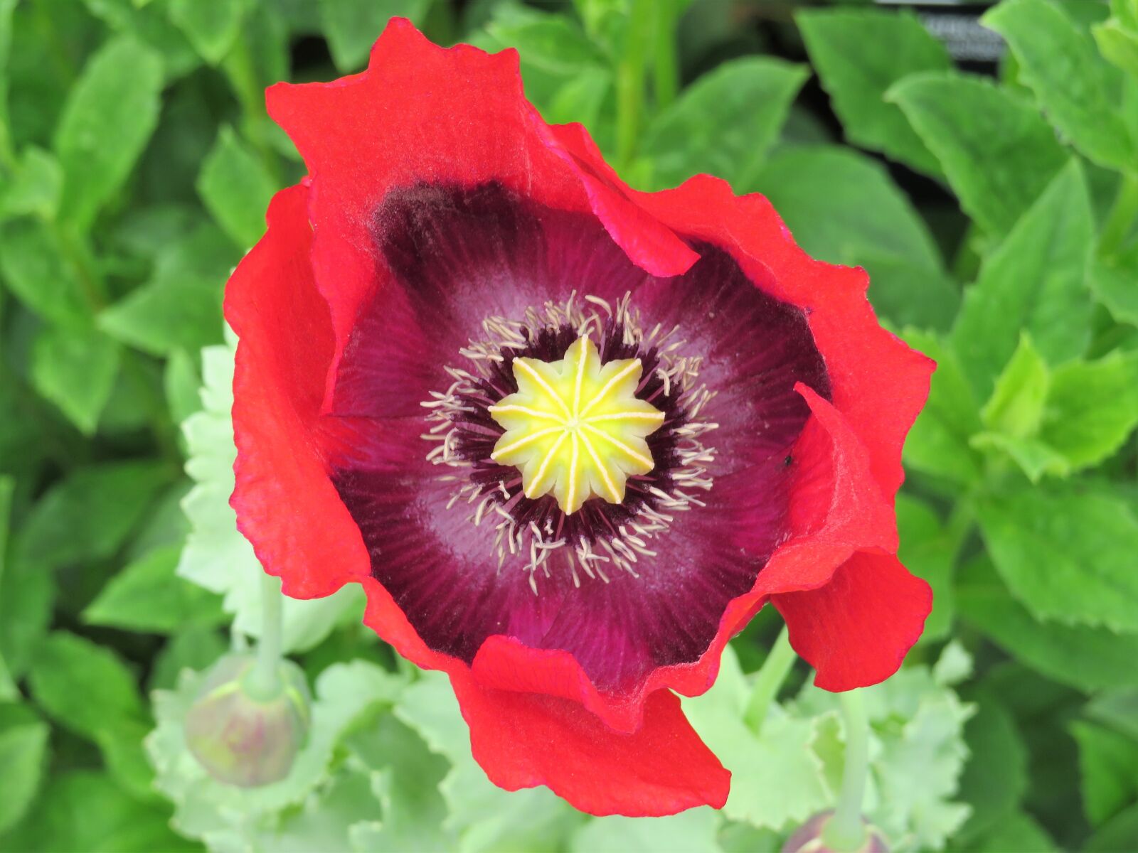 Canon PowerShot SX540 HS sample photo. Poppy, red, flower photography