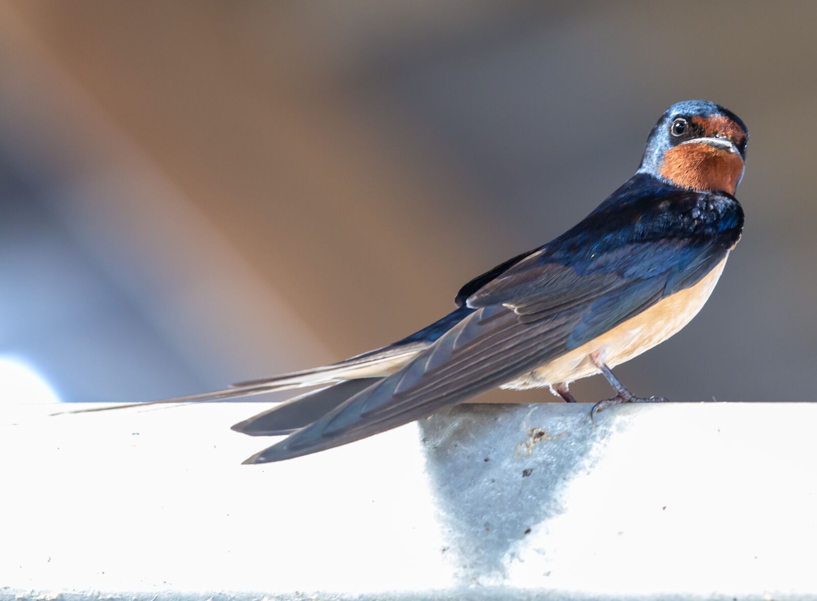 Canon EOS 5D Mark III sample photo. Swallow, resting, bird photography
