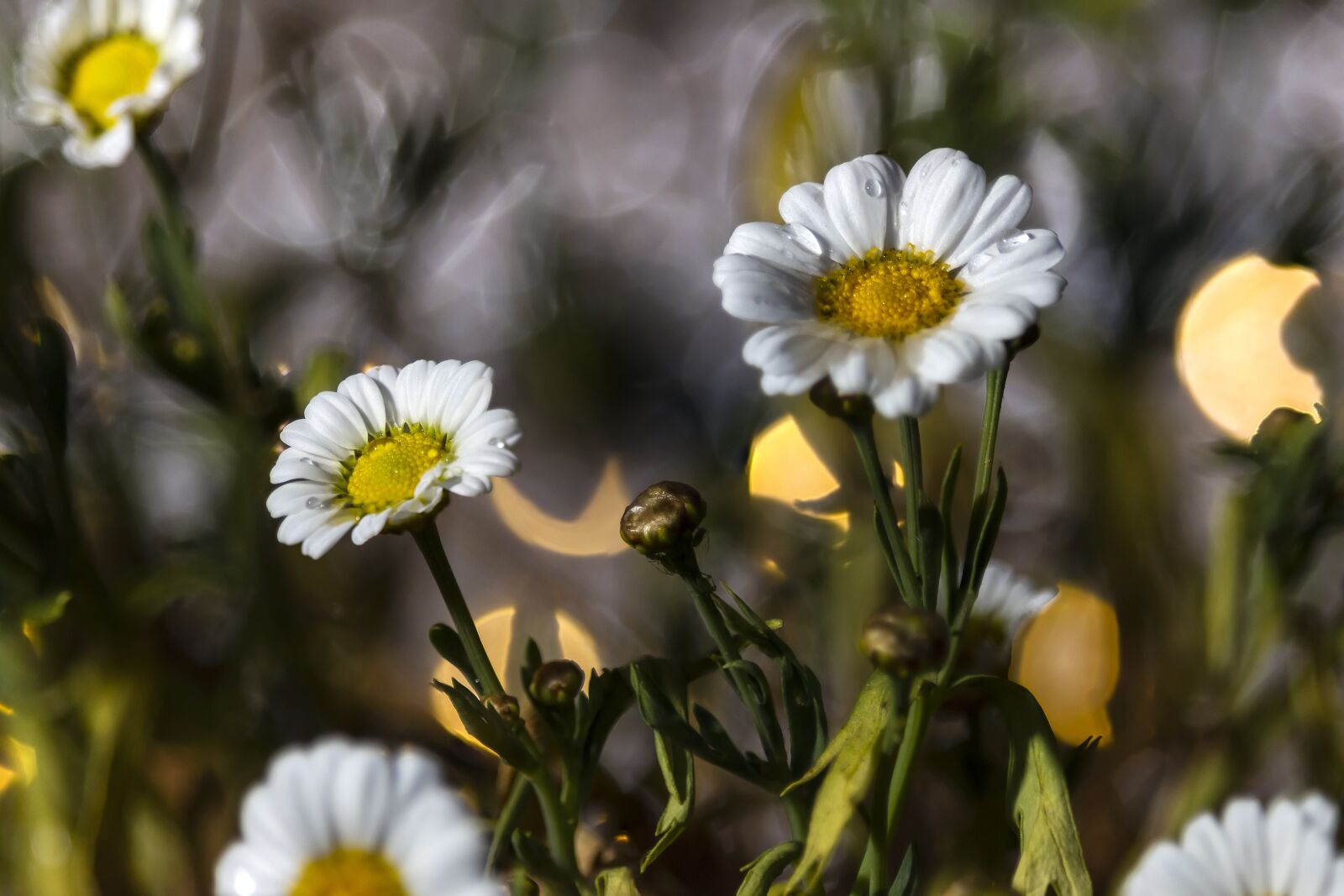 Canon EF-S 55-250mm F4-5.6 IS STM sample photo. Flowers, nature, plant photography