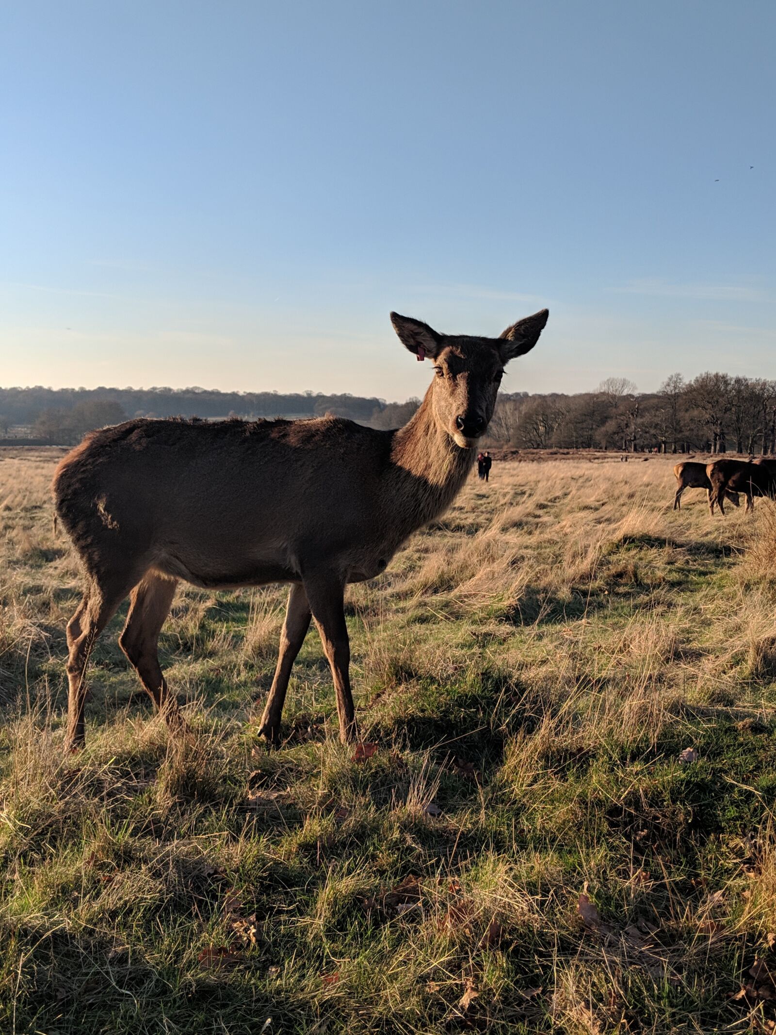 Google Pixel 2 sample photo. Deer, animal, wildlife photography