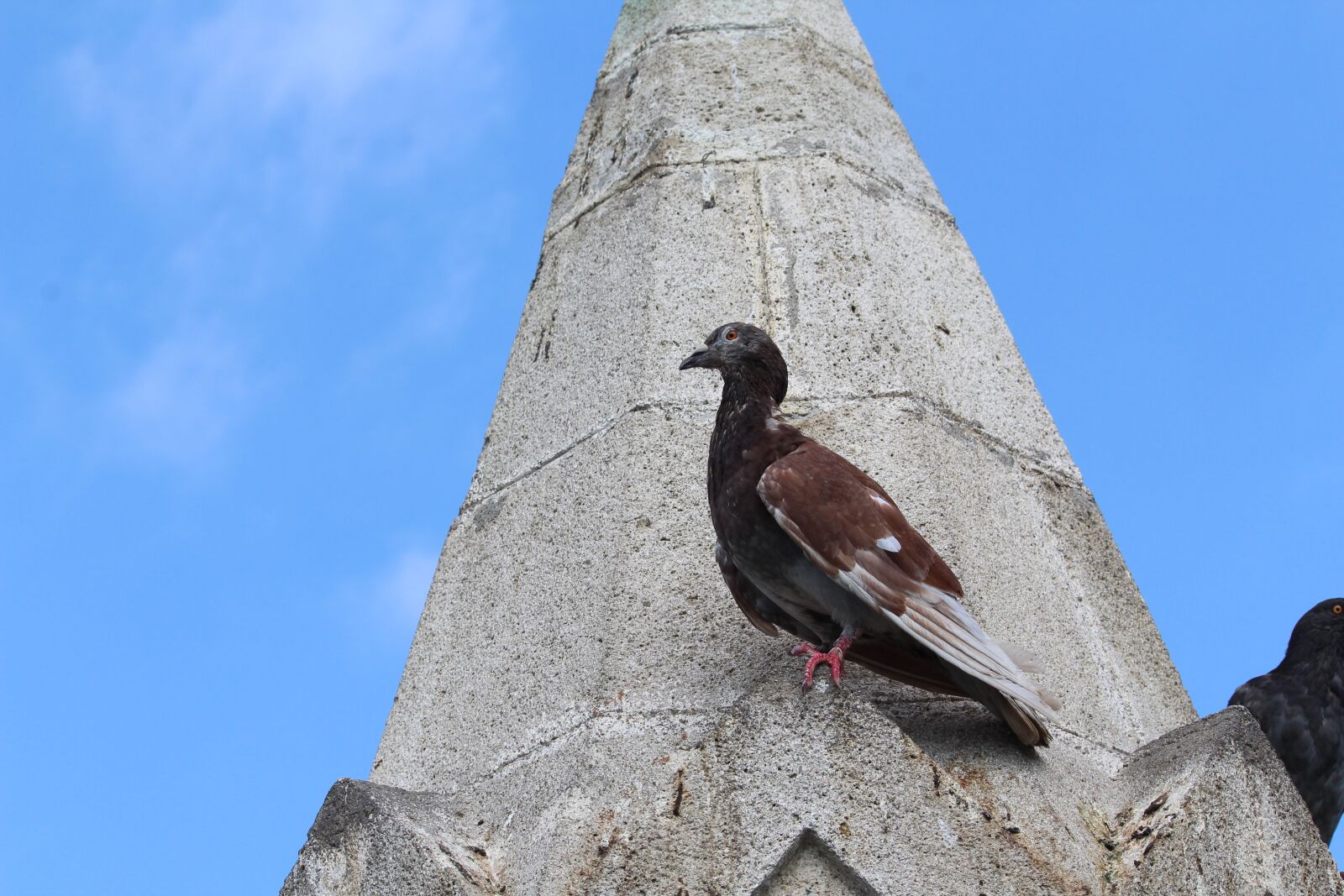 Canon EOS 1200D (EOS Rebel T5 / EOS Kiss X70 / EOS Hi) sample photo. Dove, bird, animal photography