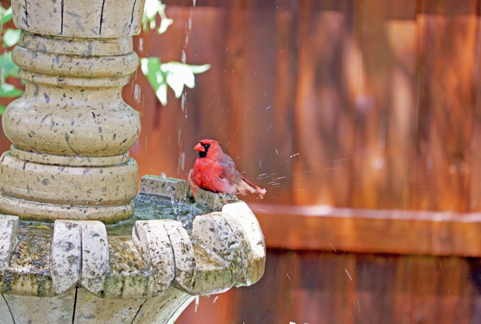 Canon EOS 800D (EOS Rebel T7i / EOS Kiss X9i) + Canon EF-S 55-250mm F4-5.6 IS STM sample photo. Cardinal, red bird, song photography